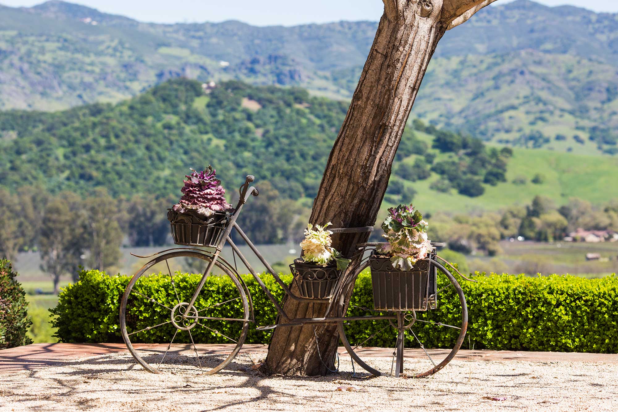 A decorative iron sculpture of bicycle Keever Vineyards in Yountville, California
