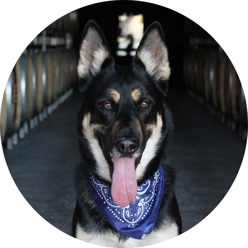 Our German Shepherd, Jagger, tongue out and super happy with a blue bandana around his neck